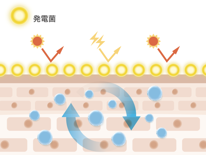 発電菌と肌の関係
