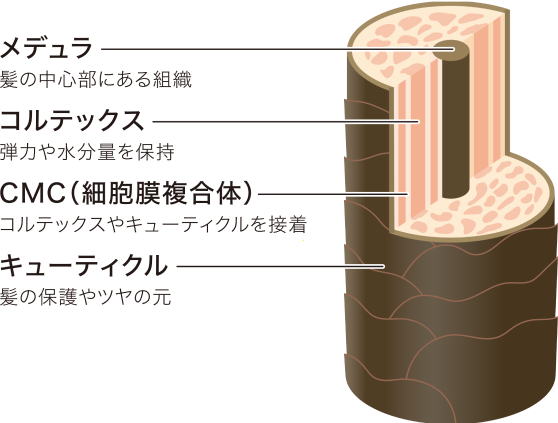 メデュラ、コルテックス、CMC、キューティクル