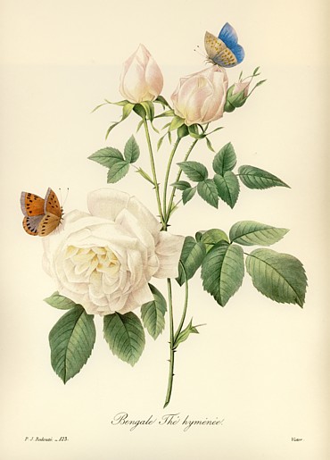 ルドゥーテ123「白バラに蝶」中