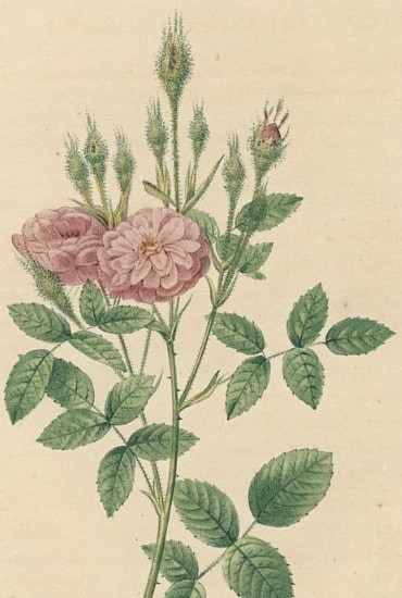 ��ɥ����� �Х���踶��