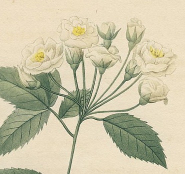 ��ɥ����� �Х���踶��