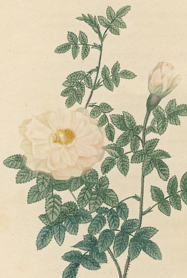 ��ɥ����� �Х���踶��