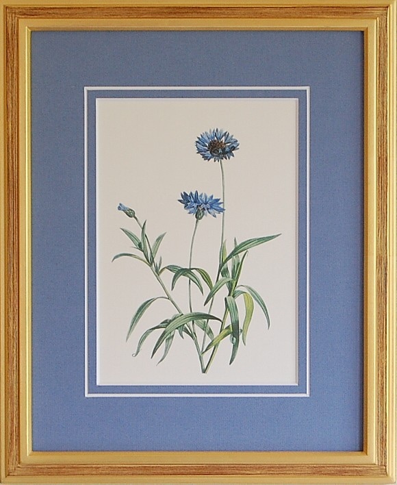 矢車草(ヤグルマソウ)