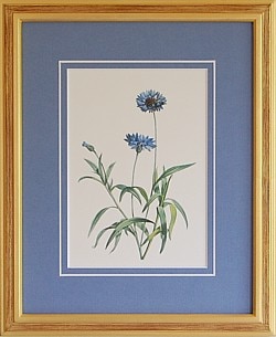 矢車草(ヤグルマソウ)