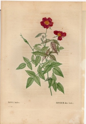 ��ɥ����ơ��Х���衡���ܡ��֤��Х顡����ǥ���������������Ƚ rosa indica