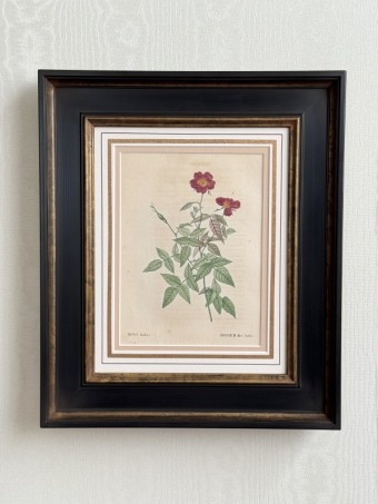 ��ɥ����ơ��Х���衡���ܡ��֤��Х顡����ǥ���������������Ƚ rosa indica
