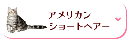 アメリカンショートヘア