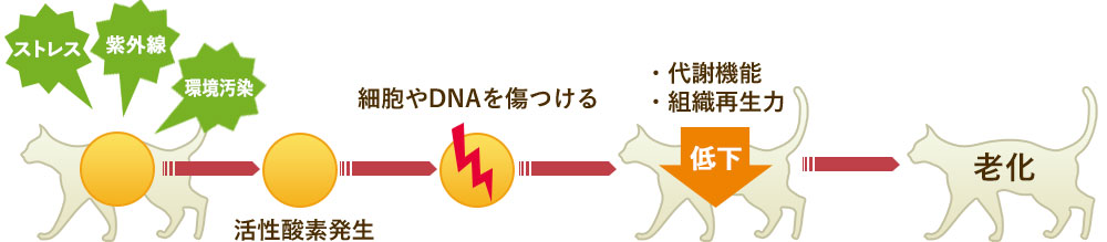 活性酸素が老化の原因に？