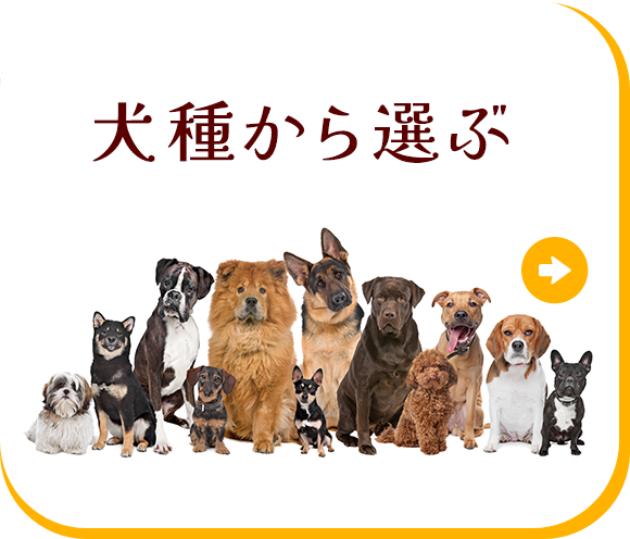 犬種で選ぶ