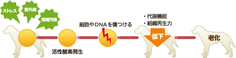 活性酸素が老化の原因に？