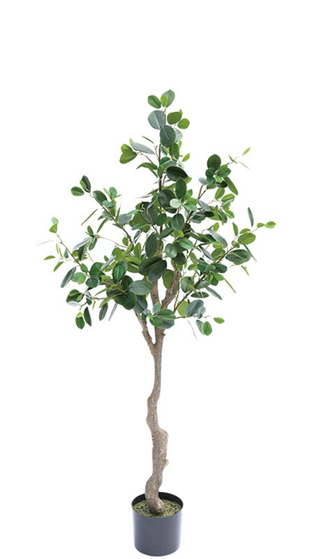 フェイクグリーン　フランスゴムの木
