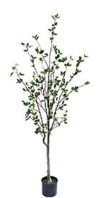 フェイクグリーン　シャラの木1800