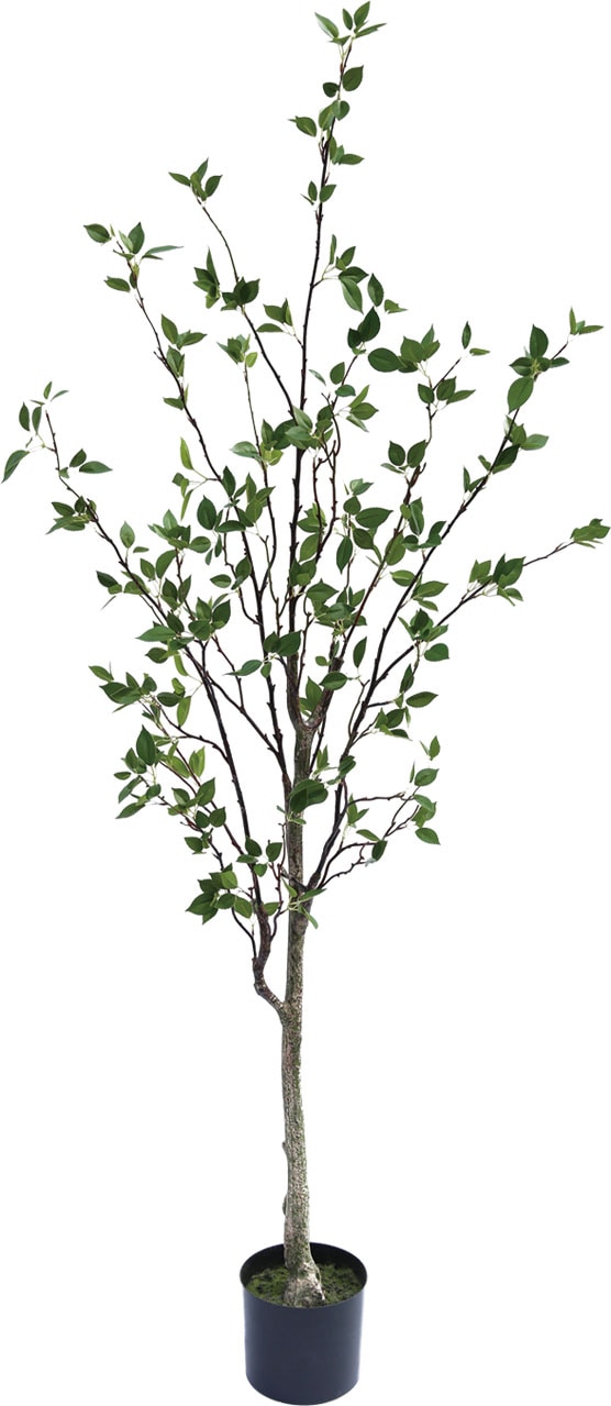 フェイクグリーン　シャラの木1800