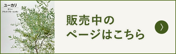 ユーカリ グニー フランスブルーレンガン 観葉植物 greenery