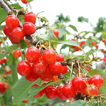 植える場所は？ 庭植え？鉢植え？