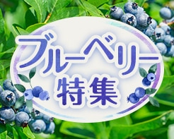 育てやすい品種多数ブルーベリー特集