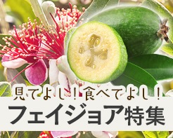 見てよし！食べてよし！フェイジョア特集