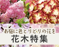 お庭に色とりどりの花を花木特集