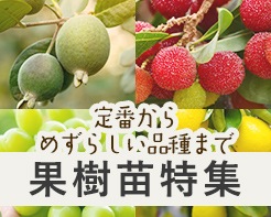 定番から変わり種まで果樹苗特集