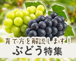 育て方を解説します！ぶどう特集