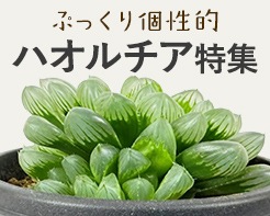 ぷっくり個性的！ハオルチア特集
