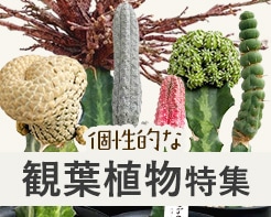 個性的な観葉植物特集