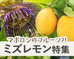 味は？育て方は？ミズレモン特集