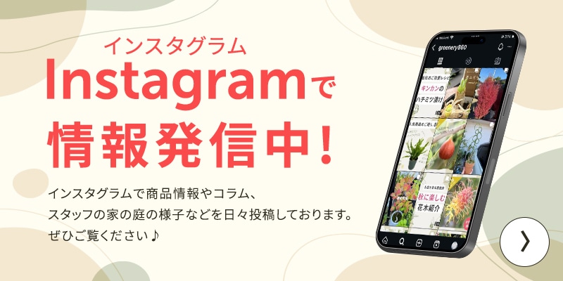 Instagramで情報発信中！