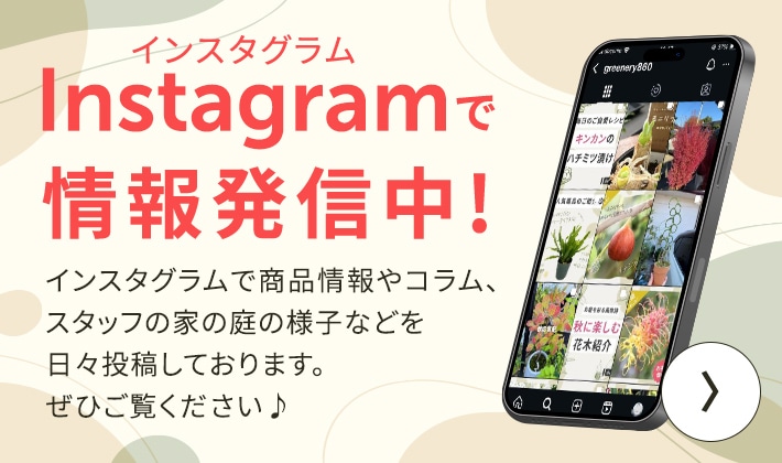 Instagramで情報発信中！