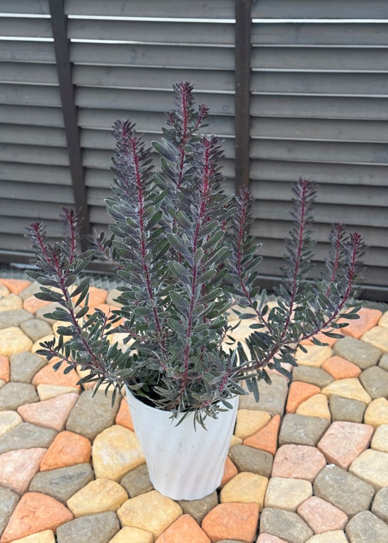 リューカデンドロン バーガンディサンセット 7号 プラ鉢 切り花 花木