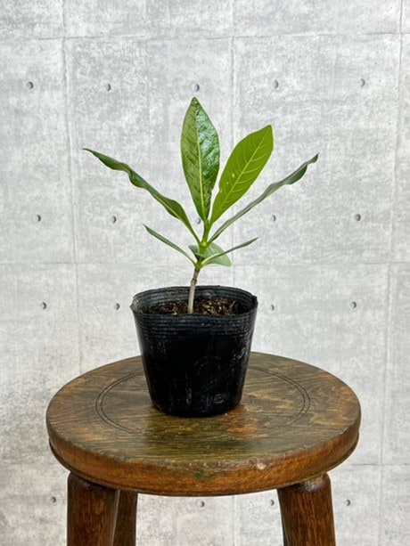 「ティアレ タヒチ」の苗木は10.5cmポット苗でお届けします。