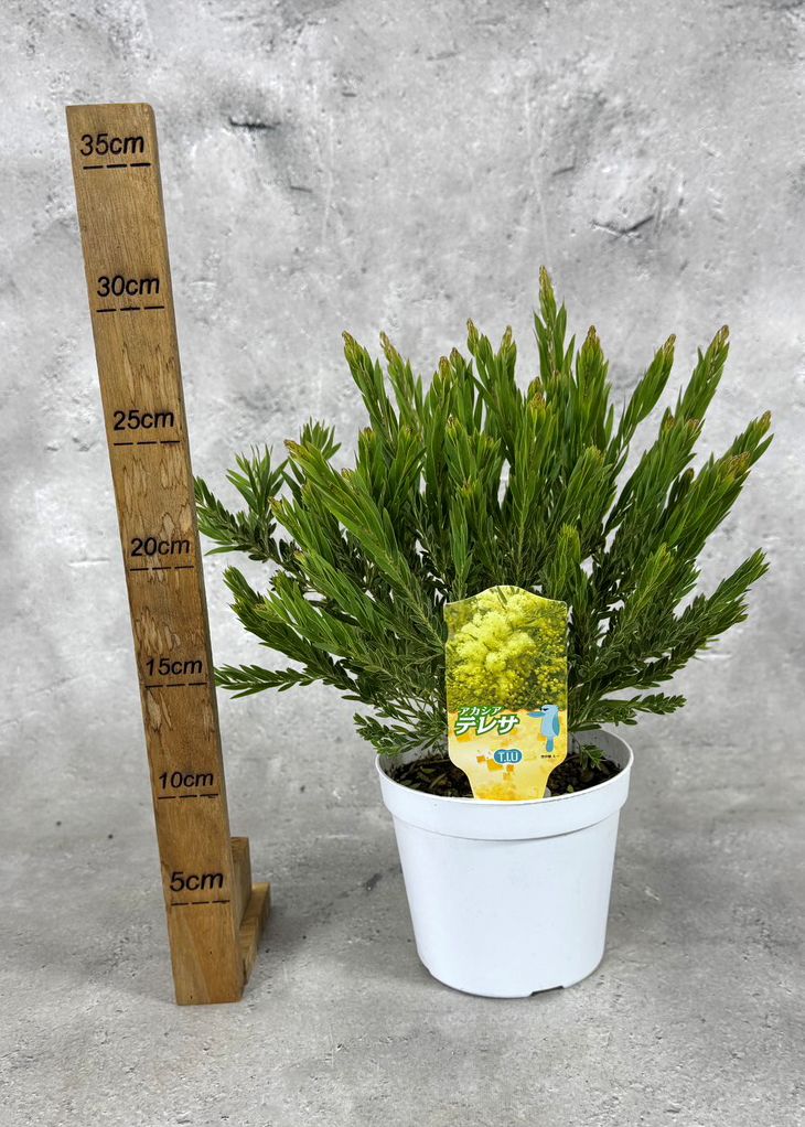 アカシア 「テレサ」 4号硬質鉢 花 苗 園芸 ガーデニング 通販 greenery