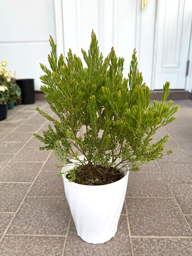 アカシア 「テレサ」 5号硬質鉢 花 苗 園芸 ガーデニング 通販 greenery