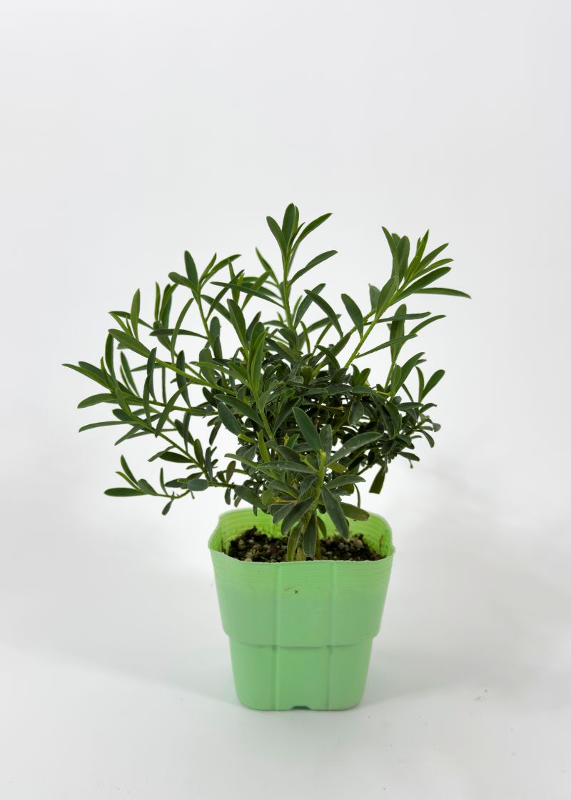 エリオステモン　挿し木苗 エリオステモン 挿し木苗 エリオステモン 挿し木苗 【公式通販】