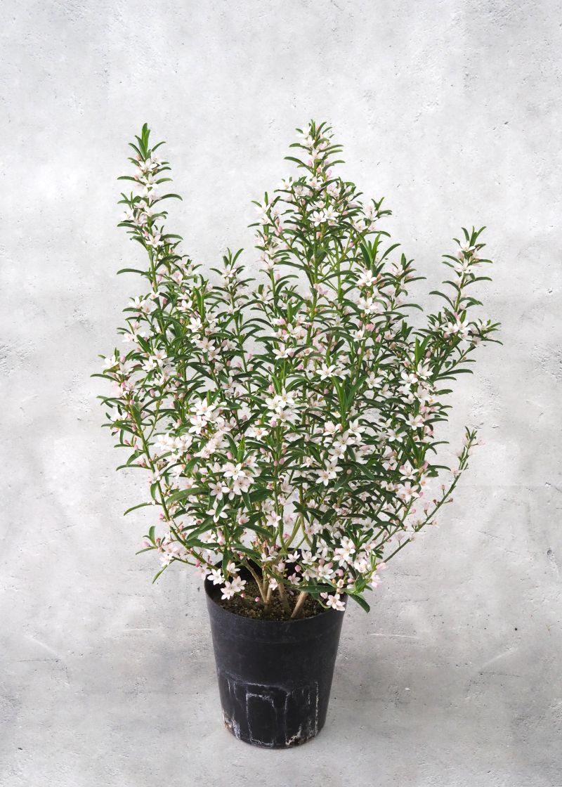 エリオステモン 16cm鉢植え オージー 観葉植物 greenery