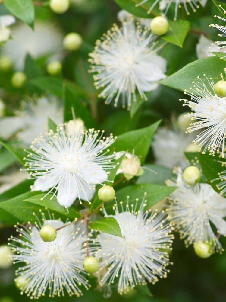 清楚な白花　別名は「祝いの木」