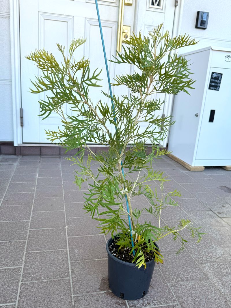 グレビレア ピーチズ＆クリーム ピーチアンドクリーム 5号鉢 園芸 通販