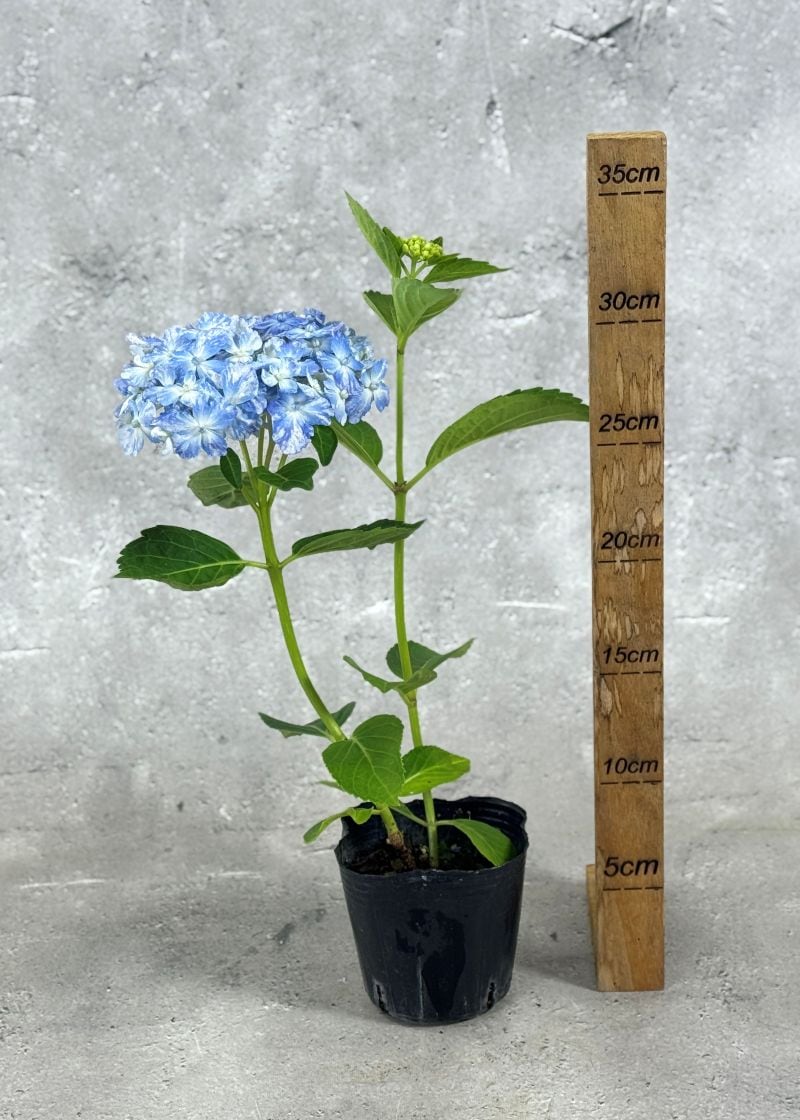 まつのり様 リクエスト 3点 まとめ商品　紫陽花　アジサイ 紫陽花 アジサイ「有松」アリマツ 3号 ポット苗 花 植物 通販 greenery