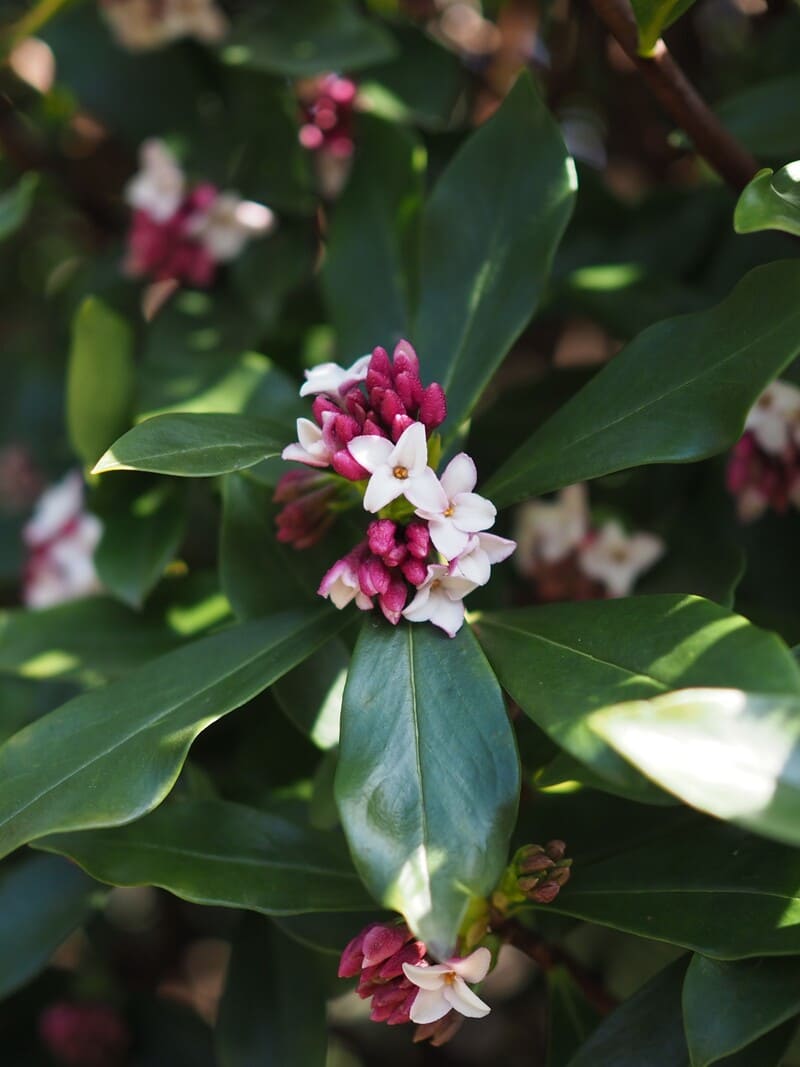 日本の三大香木のひとつ　春の代表は沈丁花