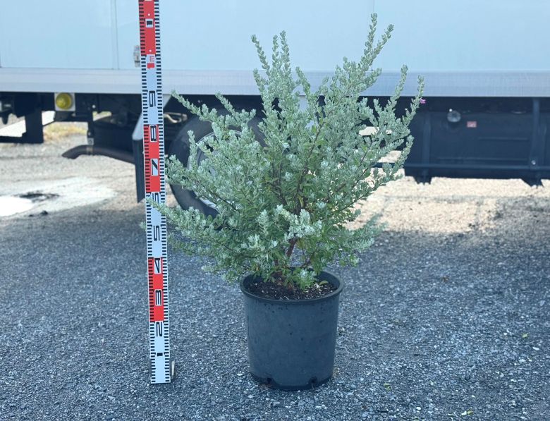 レウコフィルム 10号 プラスチック鉢 園芸 花 通販 greenery