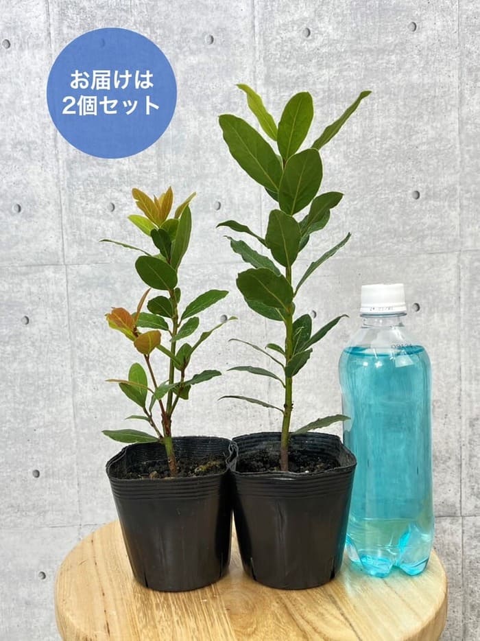 月桂樹（ローレル）10.5cmポット苗 2個セット 園芸 ガーデニング 通販 