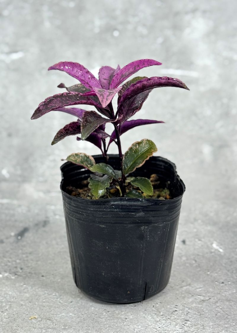 万両 (マンリョウ) 「紅孔雀」 9cmポット苗 3号 班入り 花木 植物