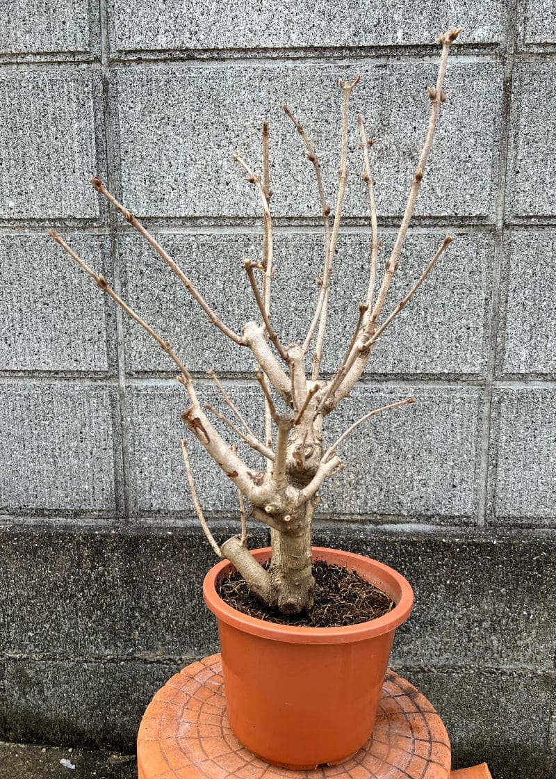 オオデマリ 大手毬 6号鉢植え 花 苗 園芸 ガーデニング 通販