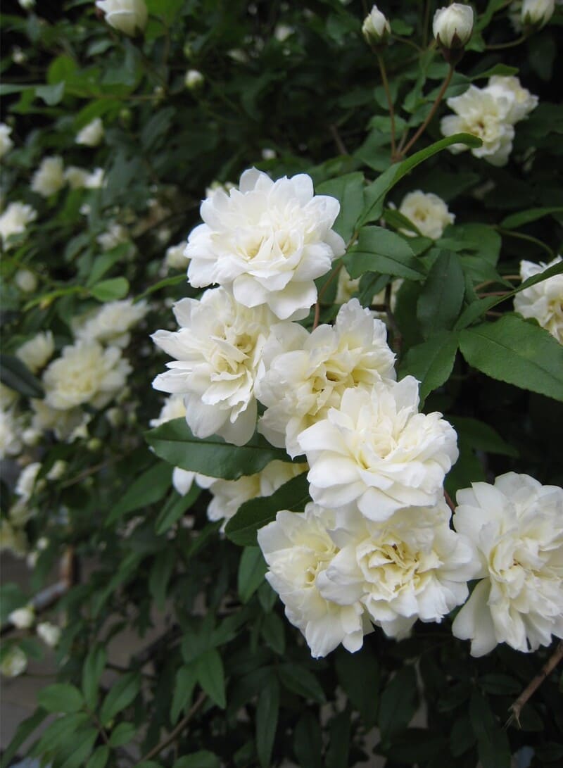 えぬわた砲」 モッコウバラ 薔薇 白・ホワイト 苗 花卉園芸 観葉植物 ...