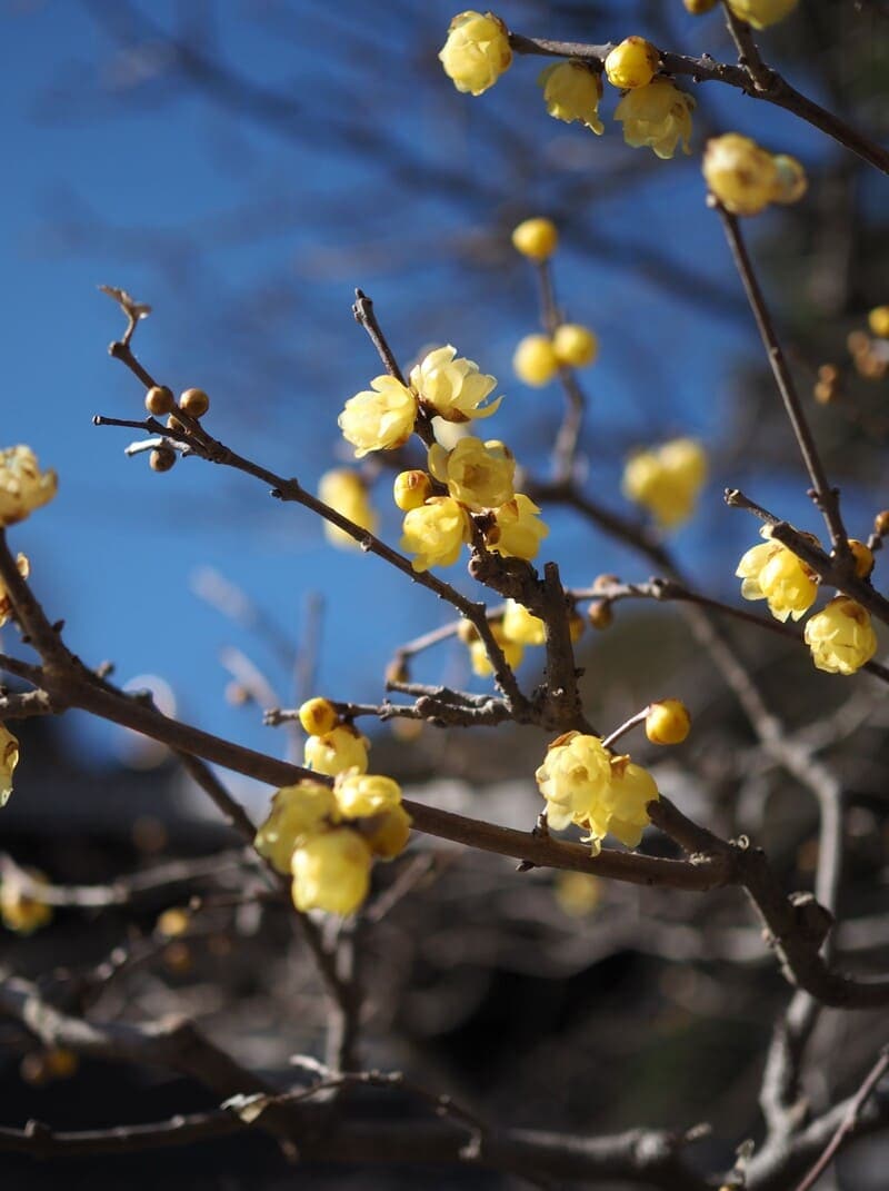 生け花、茶花、庭木として親しまれる美花