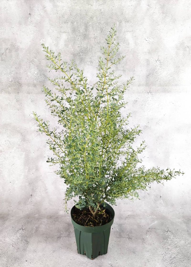 ユーカリ グニー フランスブルーレンガン 6号 観葉植物 greenery