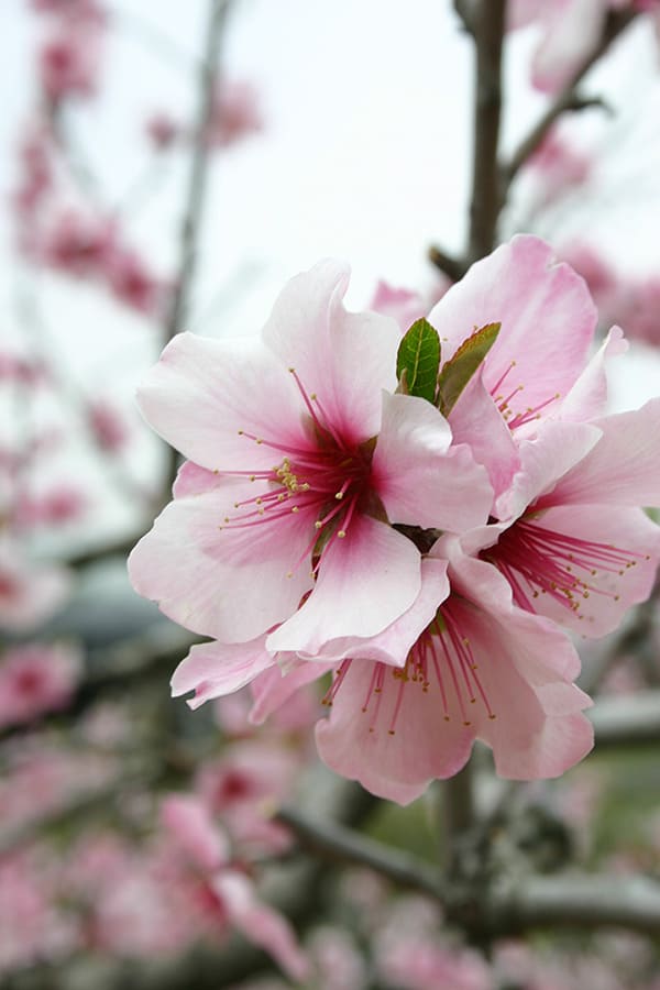 桃や桜に匹敵の美しい花