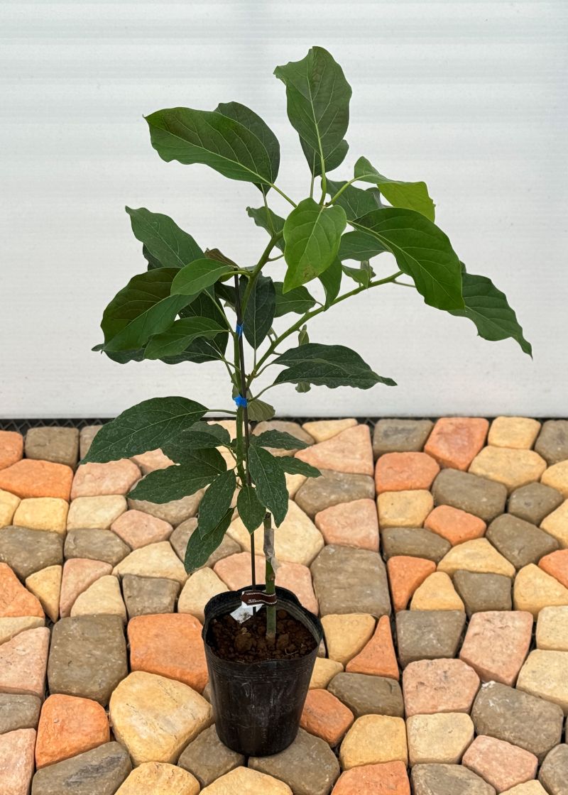 アボカド「メキシコーラ」 5号ポット苗 果樹 通販 greenery