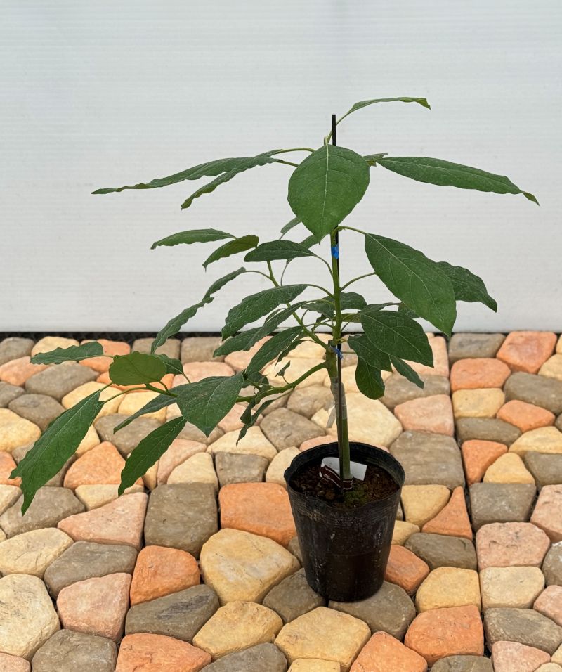 アボカド「フェルテ」 5号ポット苗 果樹 通販 greenery