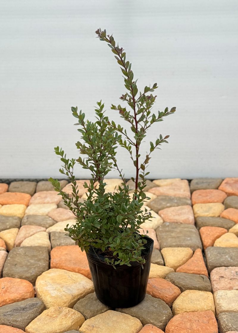 オーナメンタルベリー 「インディゴブルー」鑑賞用ブルーベリー 4.5号